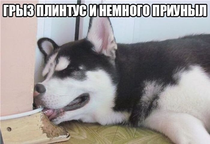 Картинка из коллекции. Источник за давностью неизвестен.