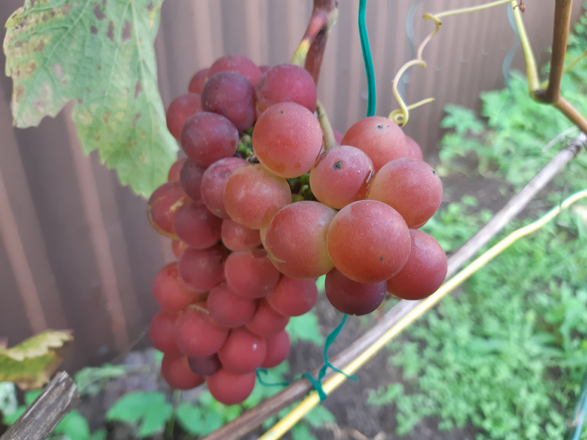 Сорт Лепсна