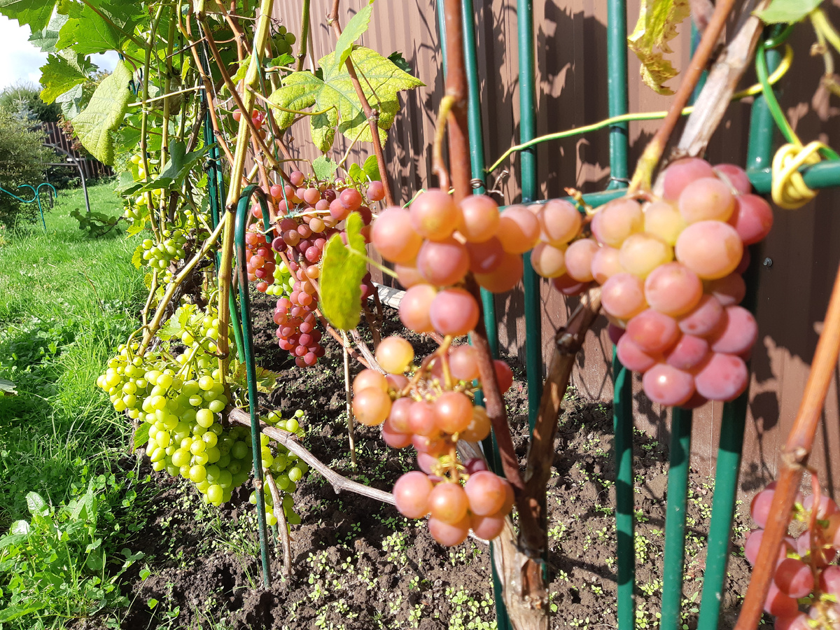 Виноград Лепсна