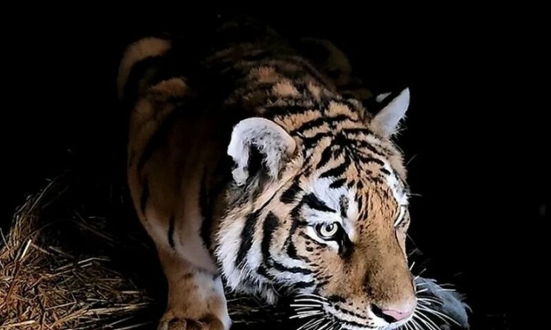    Фото «Дом тигра»