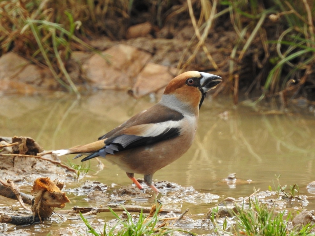 Алжир, фото BEKKOUCHE Abdelkader