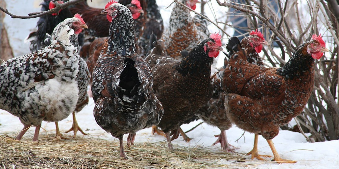 7 основных причин, почему куры плохо несутся зимой…