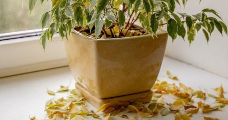    Почему фикус сбрасывает листья и желтеет зимой