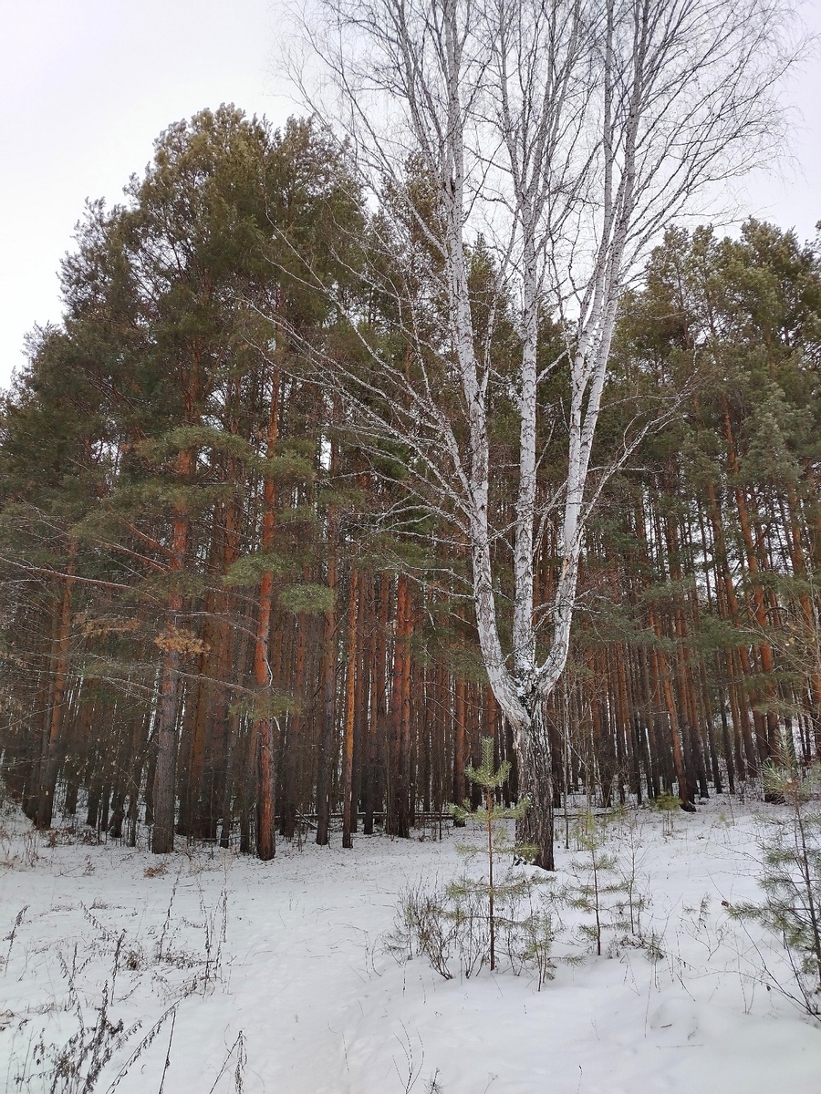 Варианты написаний в других случаях можно посмотреть в прошлом посте.

Фотография с темой статьи никак не связана. Просто березовый трезубец на фоне сосен.