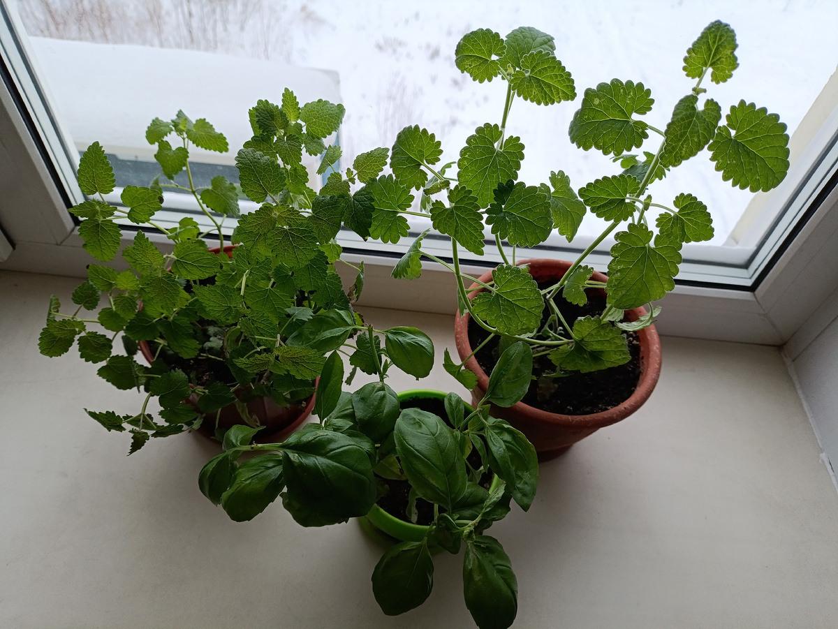 Мята, базилик и мелисса