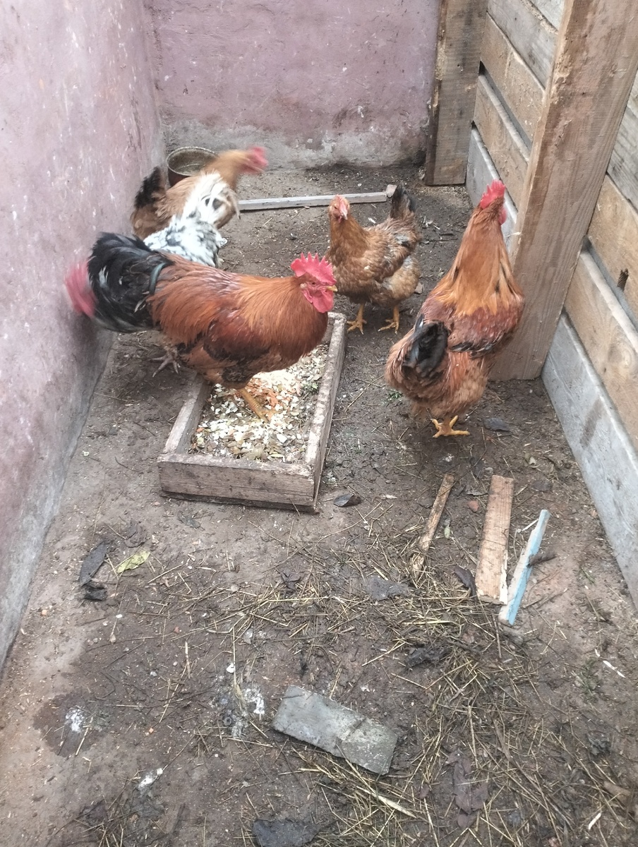 Трое мужчин на двух девушек. Фото автора