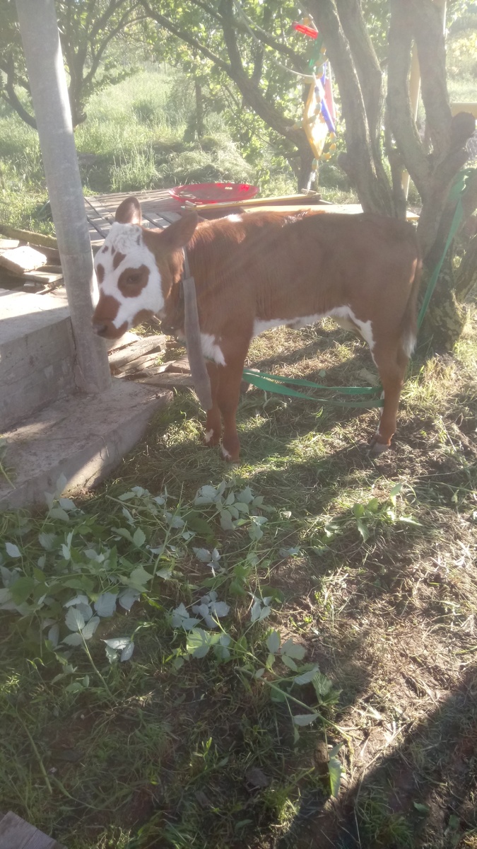 Наша телочка. Все в прошлом. Фото автора