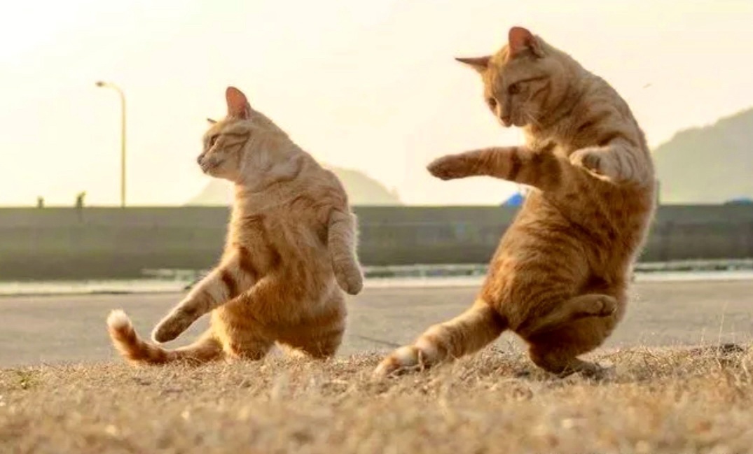 Ну почти синхронно получается уже, еще пару тренировок, и мы точно в танцах! ->->->