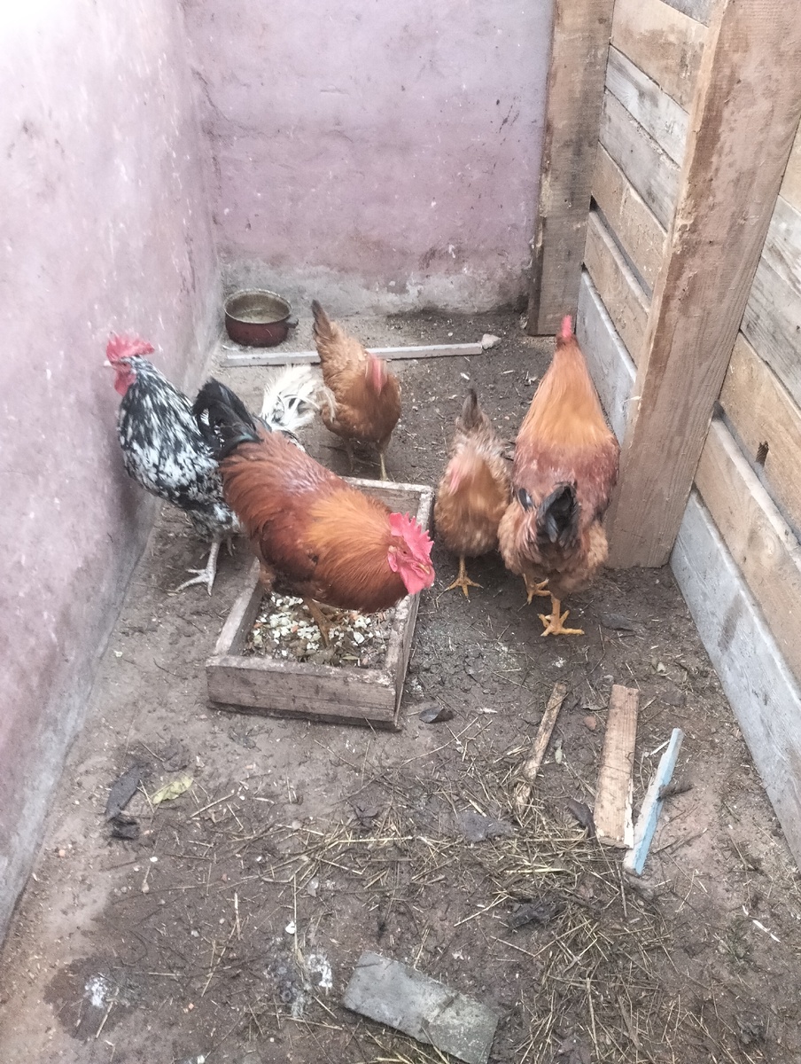 Моя скотинка. Фото автора