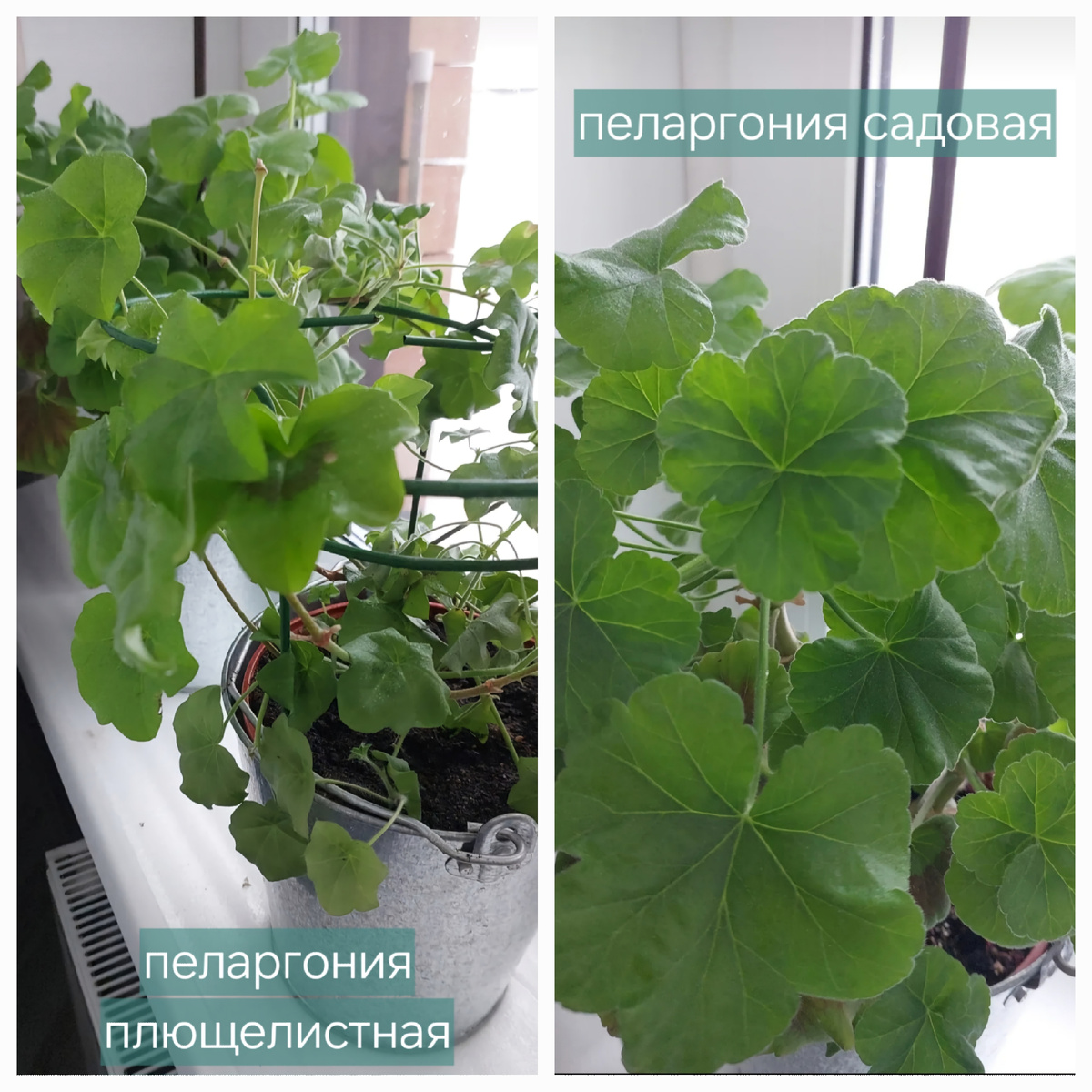 Оно считает, что на моем подоконнике живут пеларгонии.