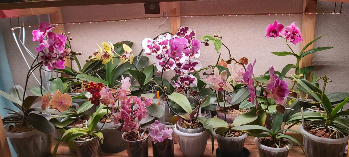 Орхидеи сейчас