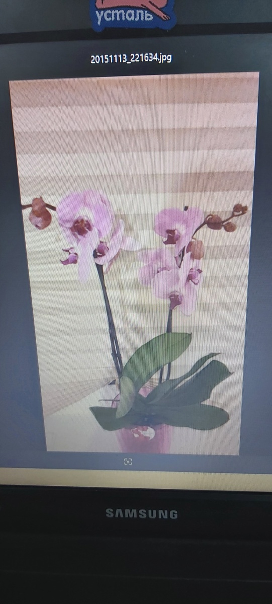 Первая орхидея в 2015 году