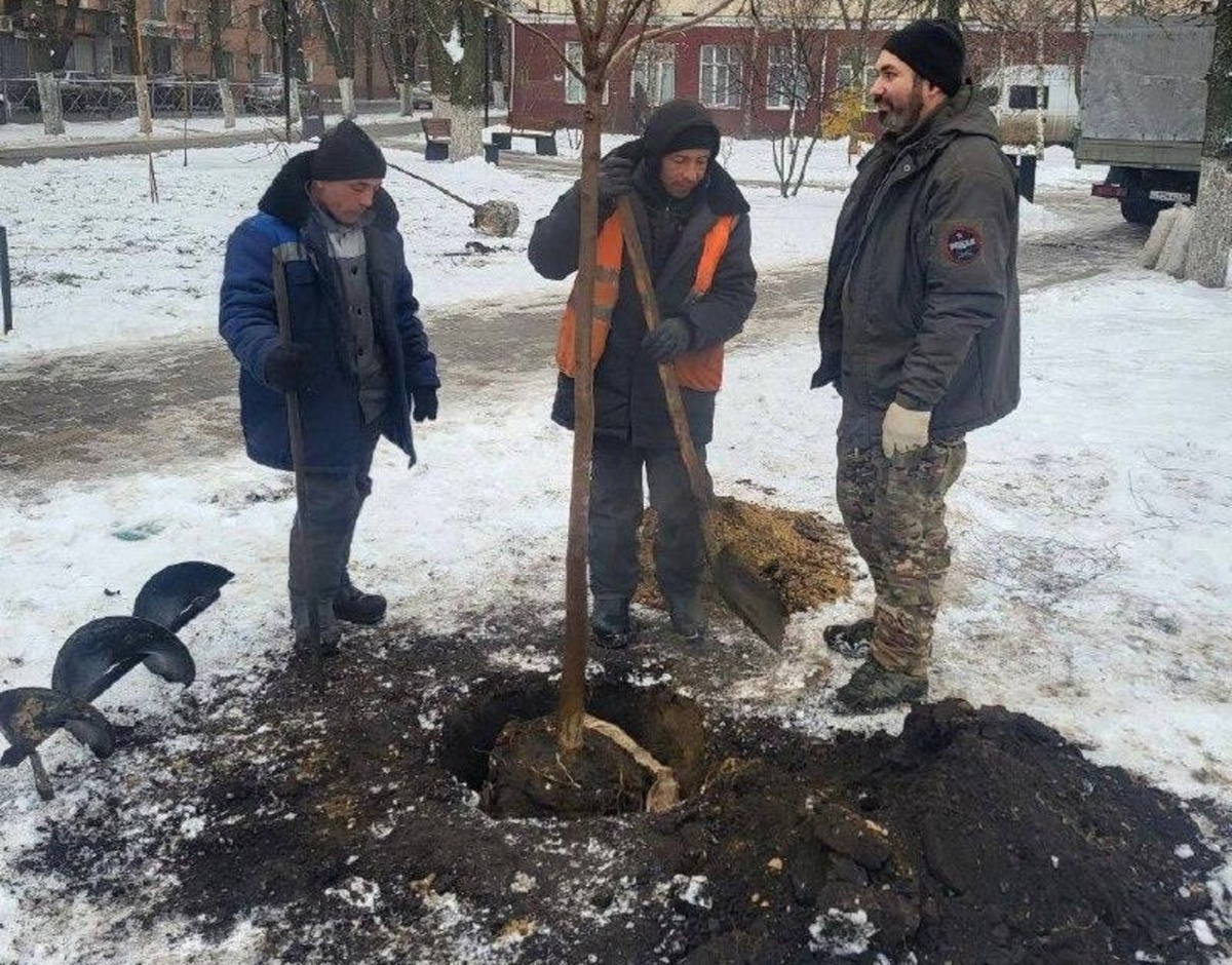    В Курске в парке имени С.Н. Перекальского высадили катальпы