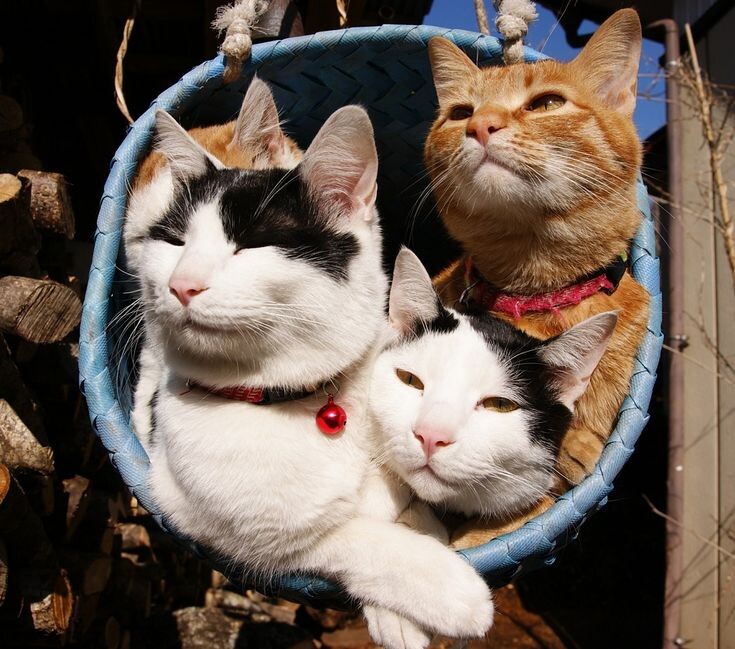 Корзинка котиков. in.pinterest.com