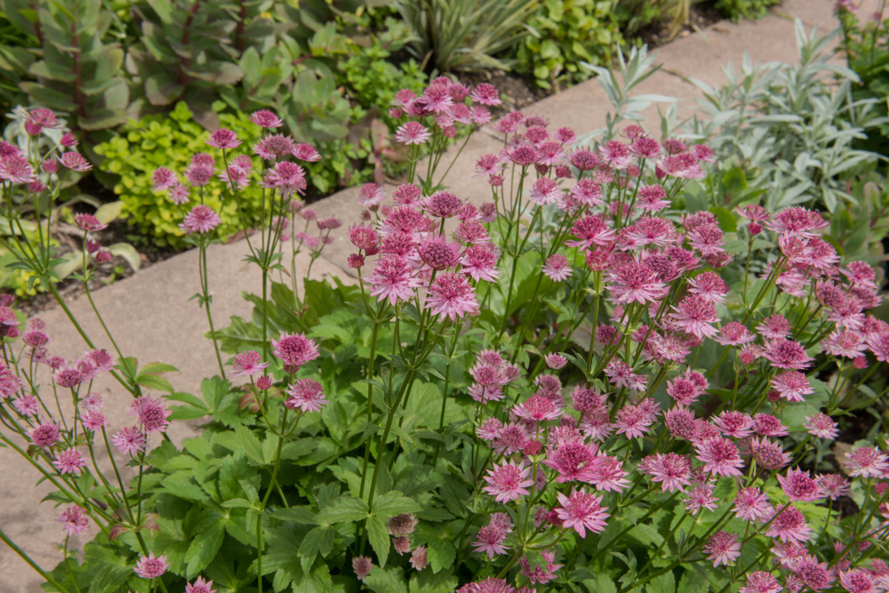    Соцветия-бусинки изящно парят над куртинкой из листьев астранции