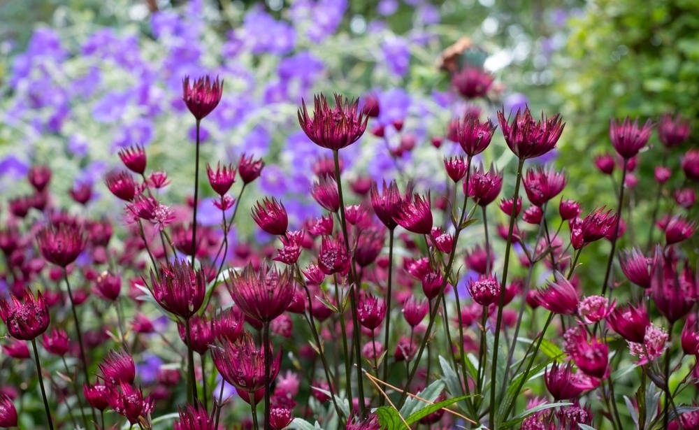    Есть сорта астранции с яркой пурпурной окраской цветков