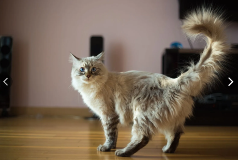 Кошка породы рэгдолл. proplan.ru