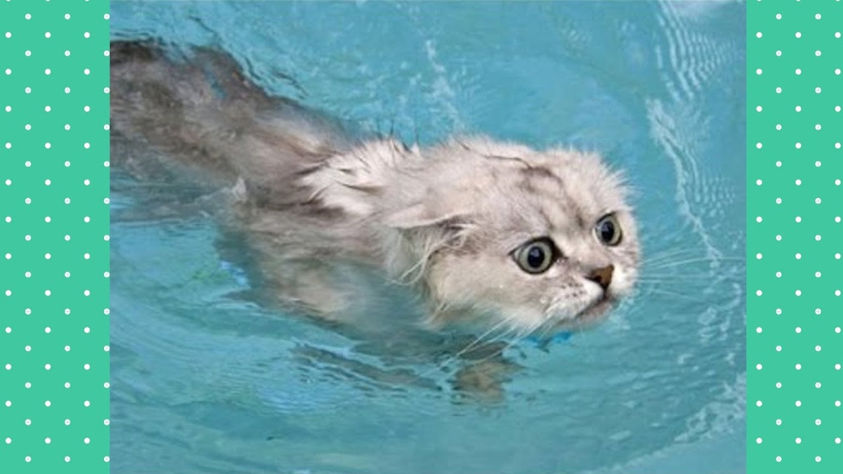Кошка в бассейне