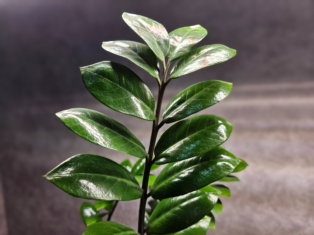 Замиокулькас, кстати, без хорошего освещения не будет расти красиво - листья начнут разваливаться