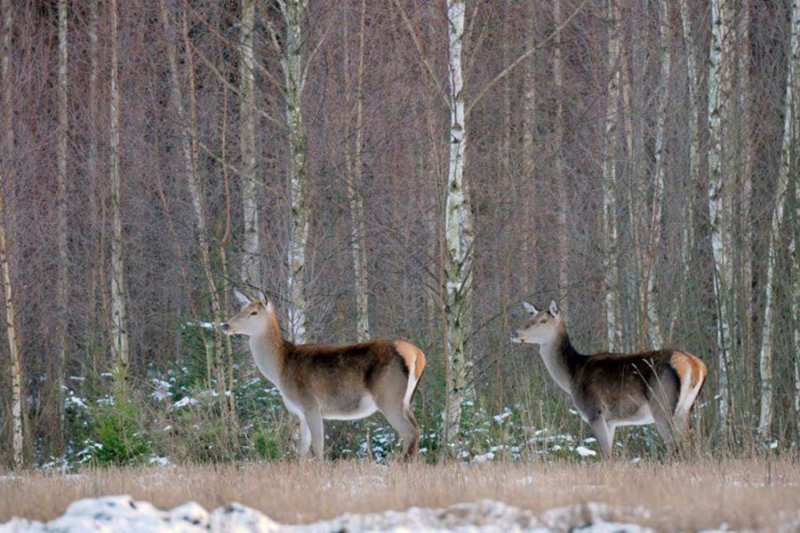    Фото: berezinsky.by