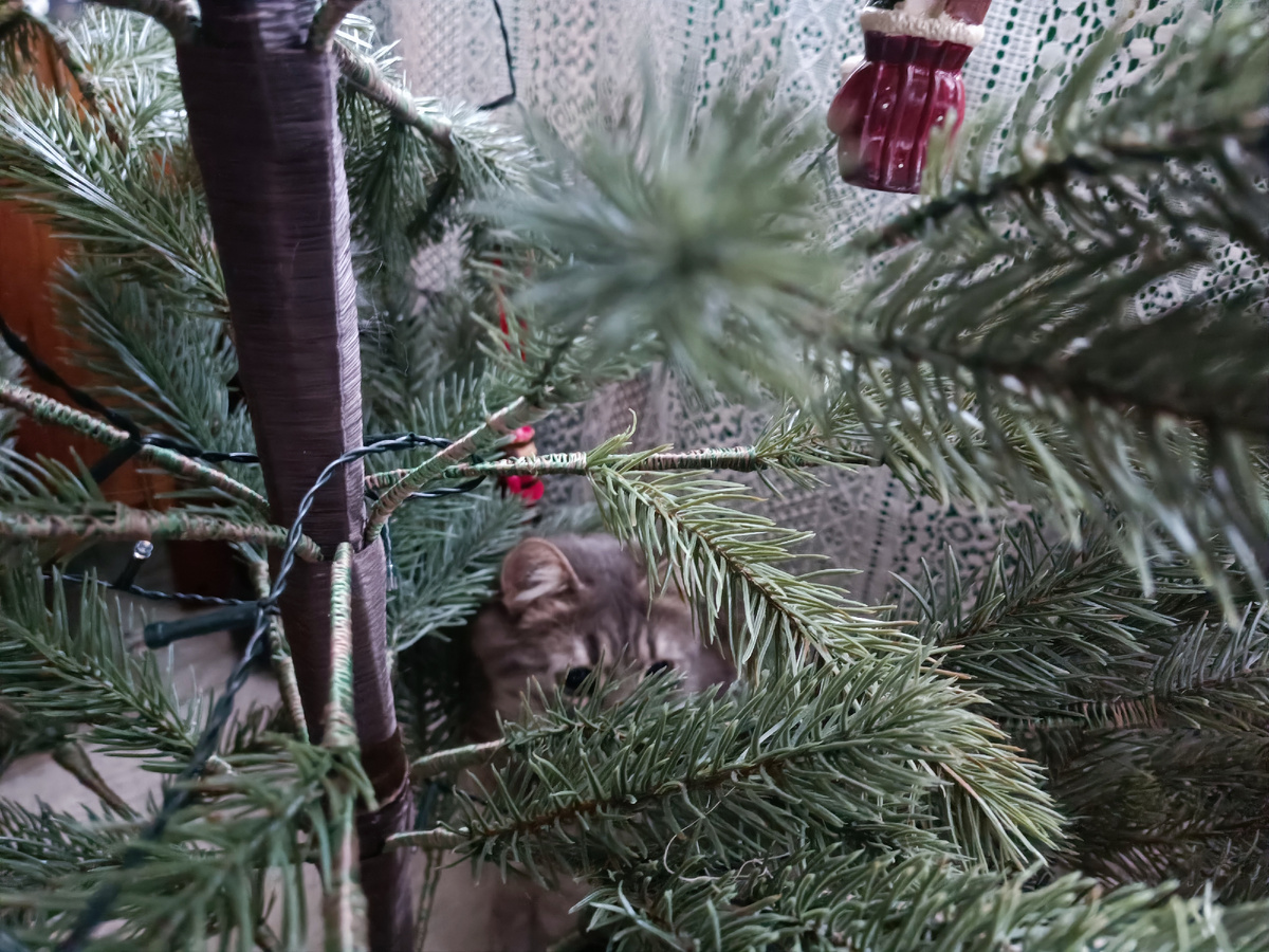 Барсик делает вид, что осознал все свои ошибки😆