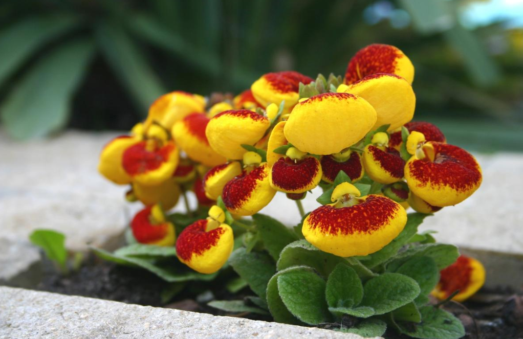 Кальцеолярия гибридная