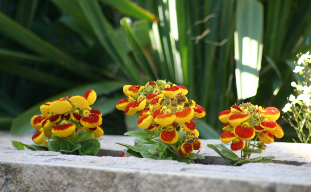 Зная особенности культуры, вырастить кальцеолярию из семян не сложно

