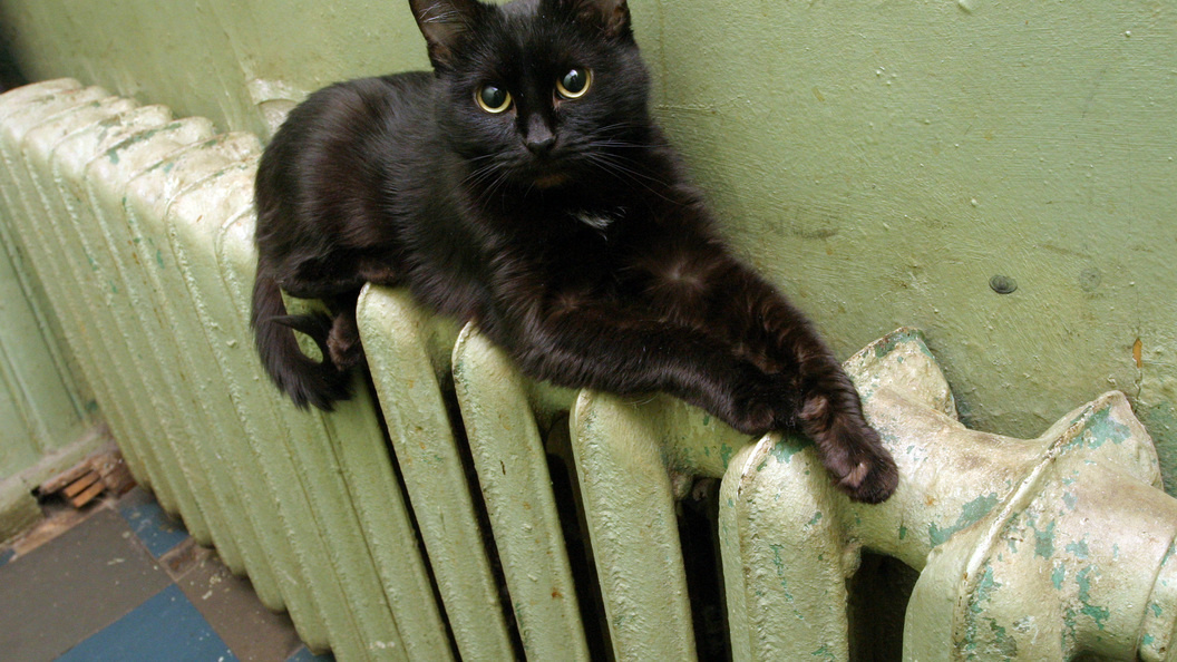    Фото: Zamir Usmanov/Global Look Press