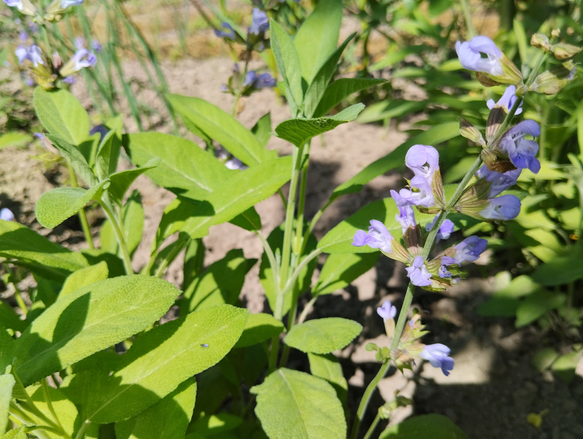 Шалфей лекарственный Кубанец