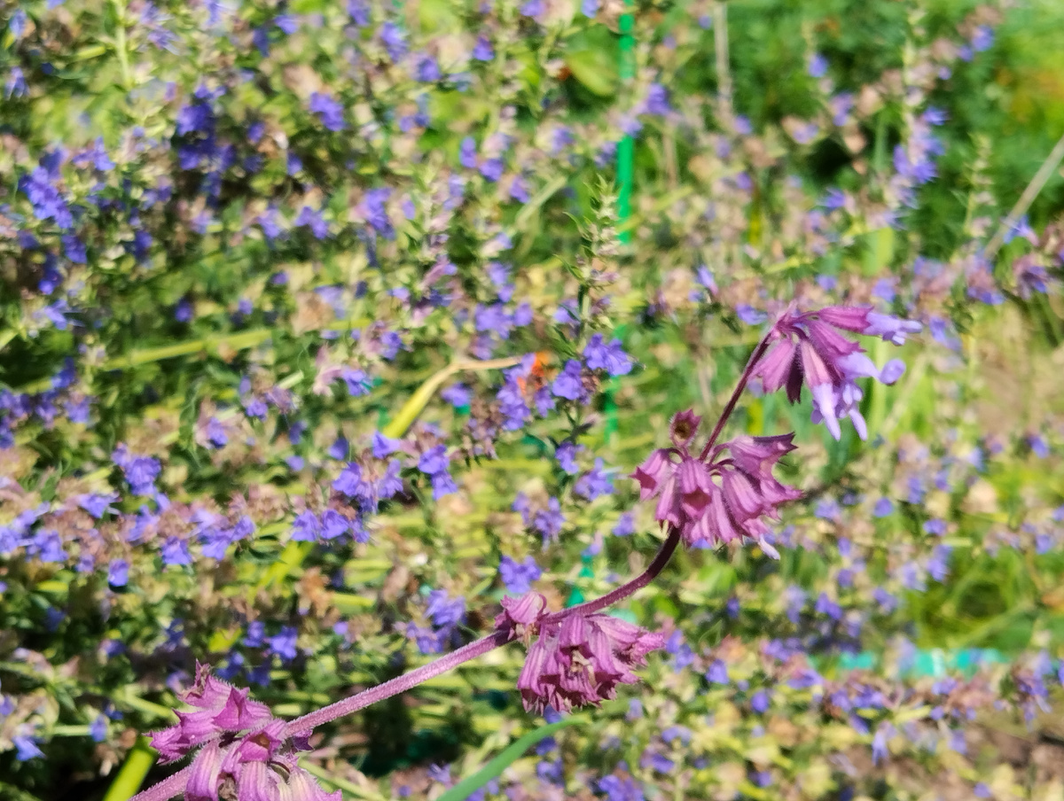Шалфей мутовчатый и иссоп лекарственный