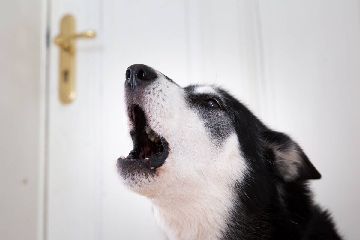 Почему собака лает на дверь