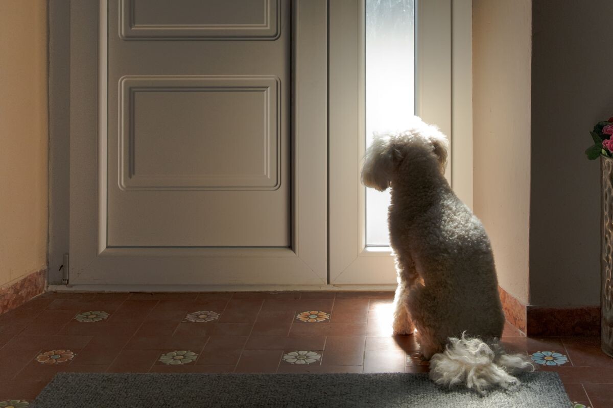Собака около двери 