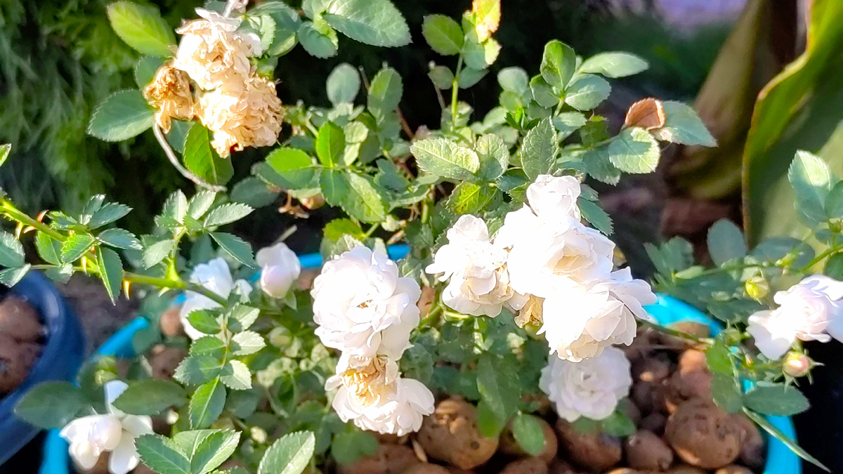 Цветение миниатюрных роз, сентябрь