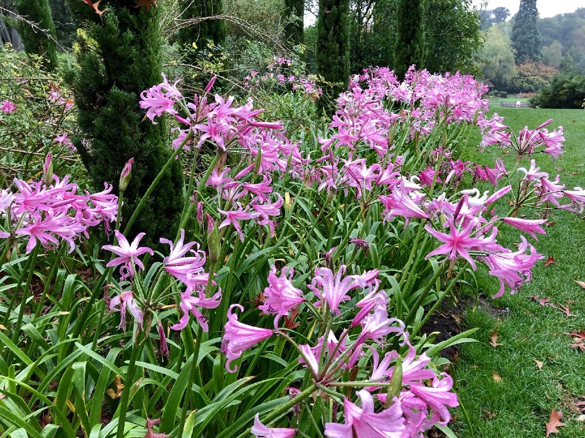 Все фото здесь и далее все фото амарине -из интернета 🤗