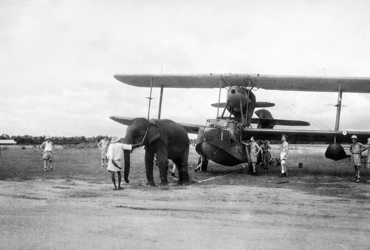 Слон в Индии тянет самолет, 1944 год