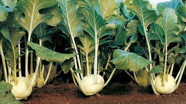 Фото с pinterest.com