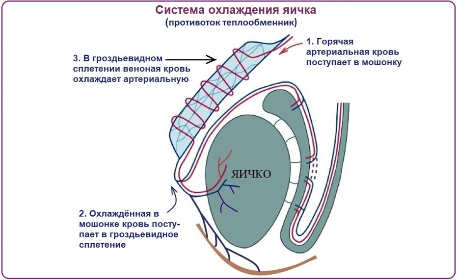 Венозная система яичка работает как противоток-теплообменник