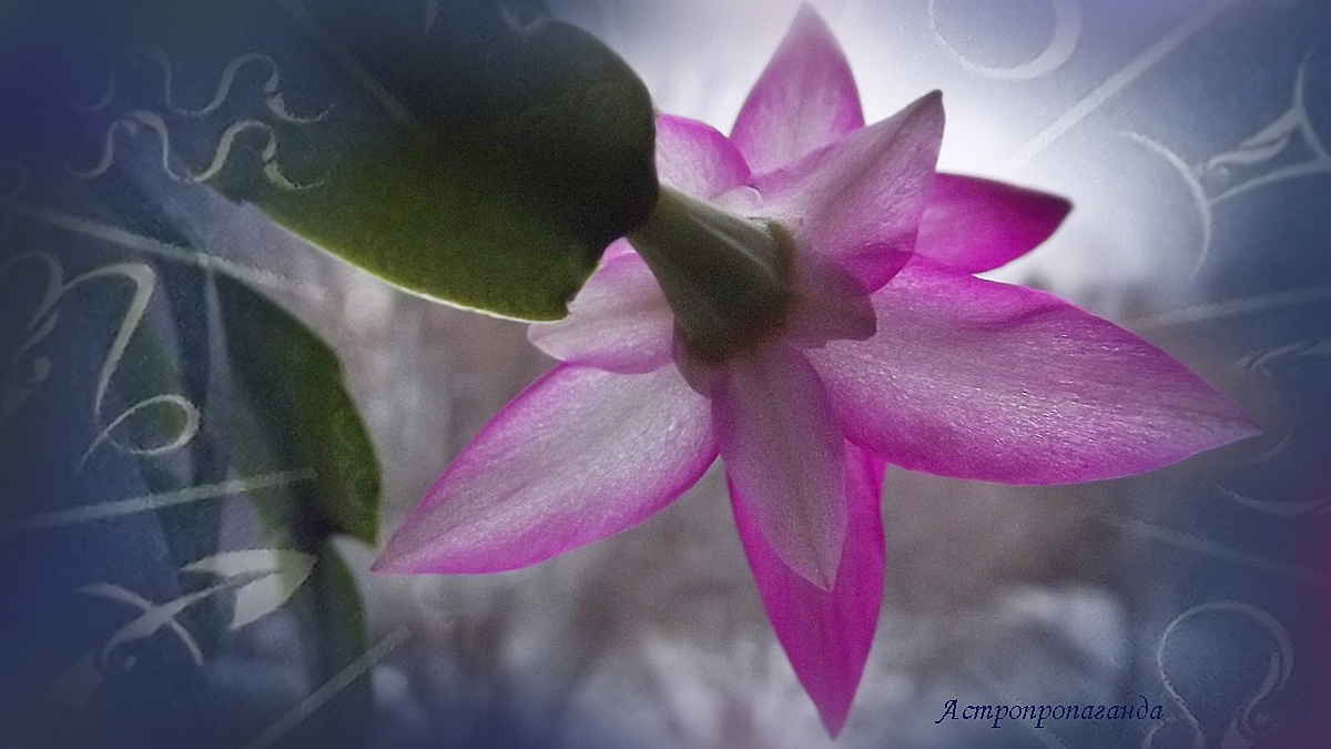 Гороскоп с 9 по 15 декабря 2024: две ретроградные планеты, конфликт Марса и Венеры. 