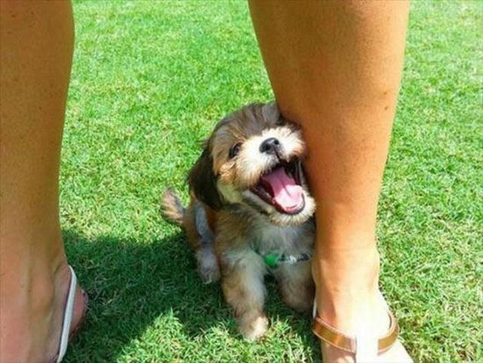 Не уверен, что это бивер, но картинка показательная. / Фото из коллекции, источник за давностью неизвестен.