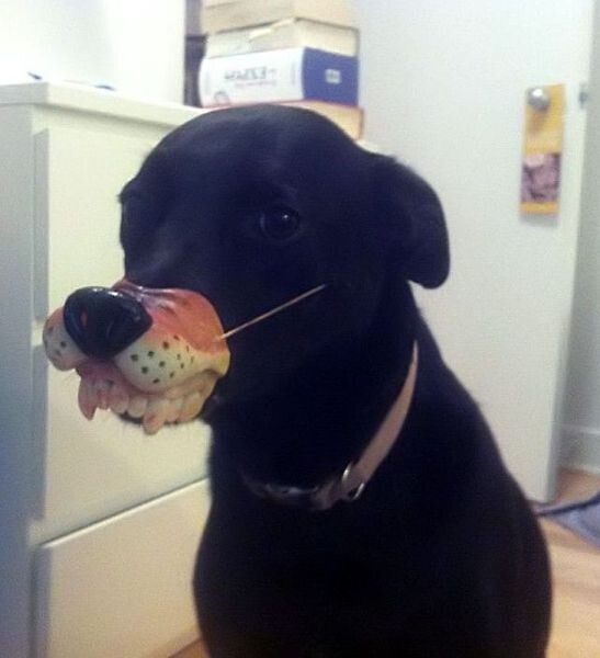 Стрррашный зверь! / Фото из коллекции. Источник за давностью неизвестен.