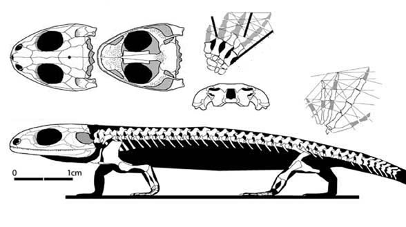 Скелет долесерпета.