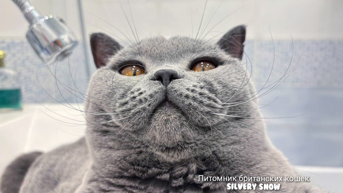 Британская голубая кошка. Питомник британских кошек Silvery Snow