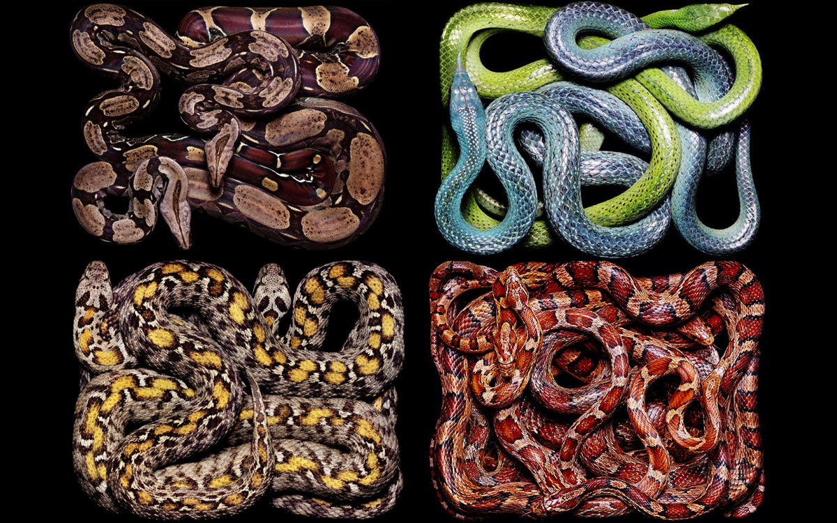Рис. 0. Фото змей швейцарского фотографа Гвидо Мокафико из его серии «змеи». Гвидо для своих съёмок сажал змей в ящик, позволяя им сплетаться в удивительные узоры.