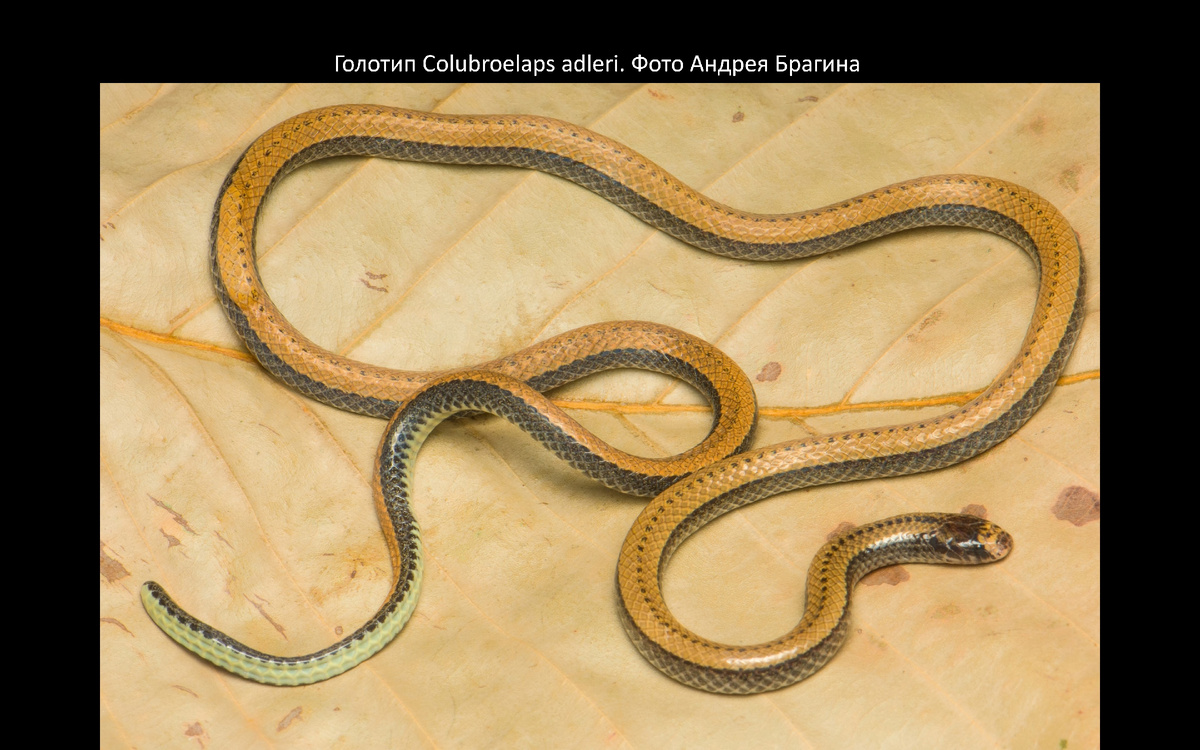 Рис. 1. Команда герпетологов МГУ, работающая во Вьетнаме, описала новый вид редчайшего рода змей колуброэлапс (Colubroelaps). 