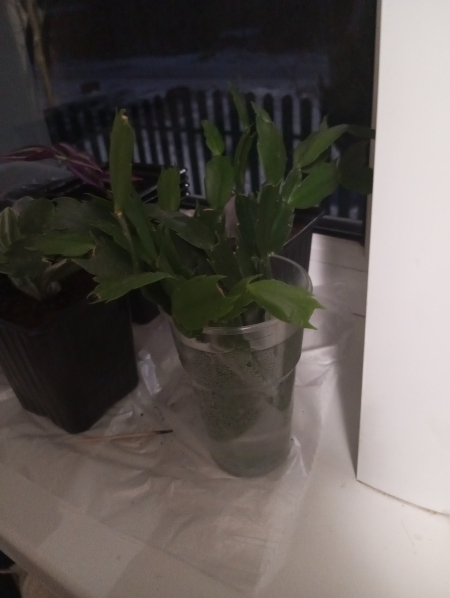 Обломала свой желтый декабрист, буду делиться