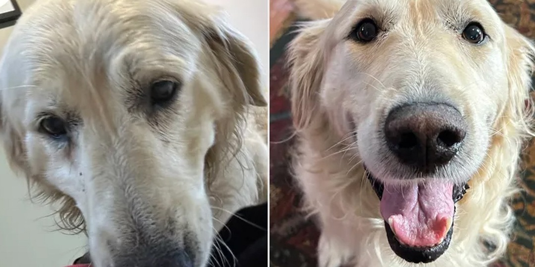 9 лет ретривер прожил в сарае и наконец нашел любящих хозяев