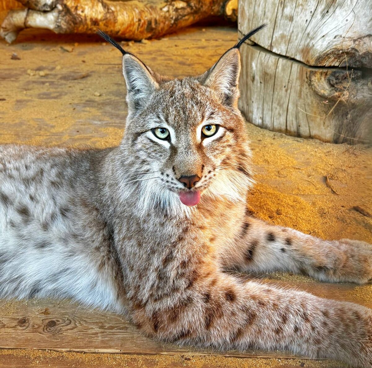 Фото: зоопарк г. Елизово