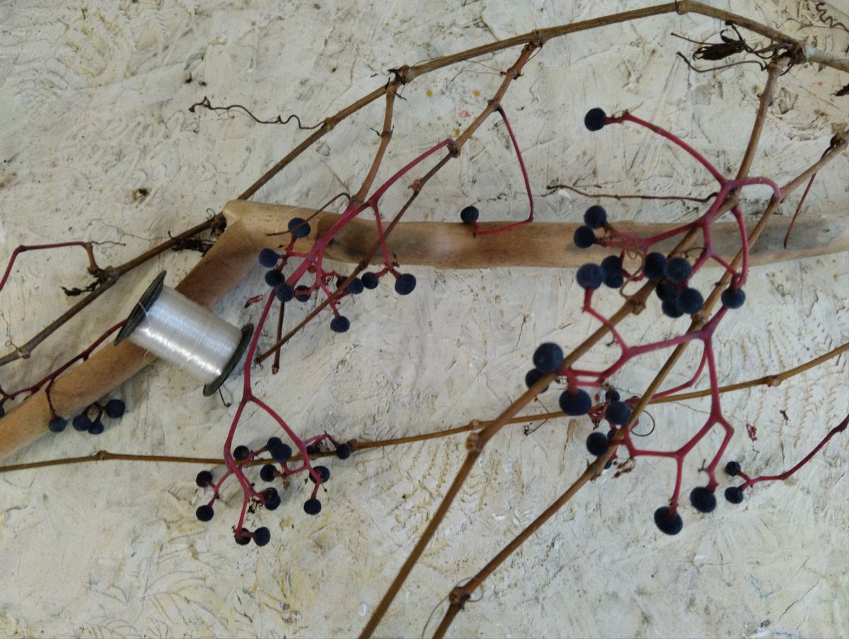 Фото коряги и веток девичьего винограда 