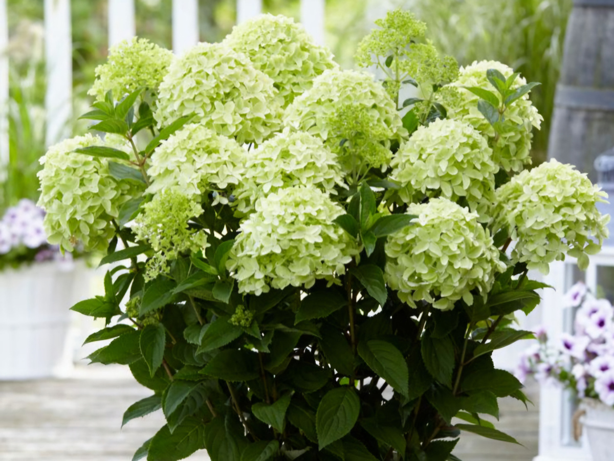 гортензия метельчатая "Гарденлайт Вайтлайт" (листайте галерею)