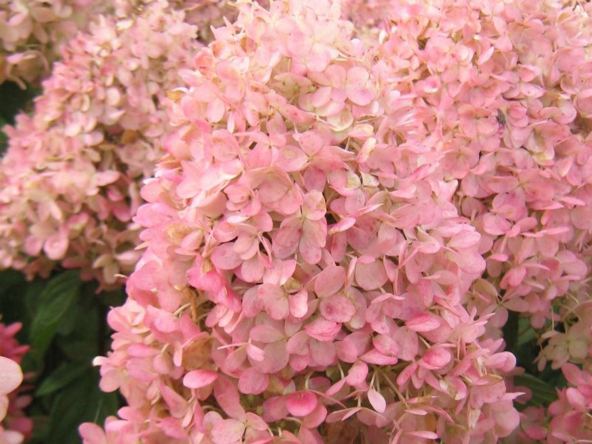 гортензия метельчатая "Гарденлайт Пинклайт"